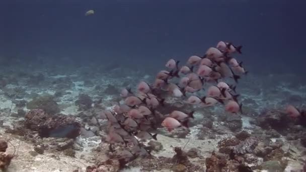 Escola de peixes no fundo paisagem subaquática no mar de Maldivas . — Vídeo de Stock