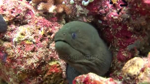Enguia moray no fundo coral colorido subaquático no mar de Maldivas . — Vídeo de Stock