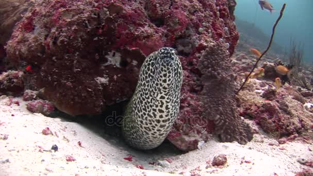 Cabeza de morena manchada primer plano sobre el coral de fondo bajo el agua en el mar de Maldivas . — Vídeo de stock