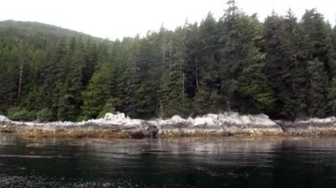 Ladin ve çam ormanı üzerinde arka plan kayalık sahil, Pasifik Okyanusu'nda Alaska.