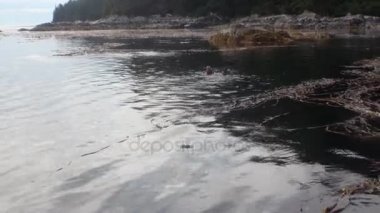 Deniz çamur ve Pasifik Okyanusu'nun Alaska'arka plan kıyısında sakin su yosun.