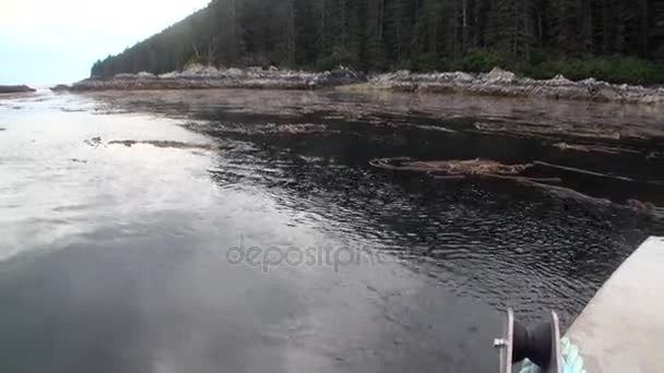 Море бруду і водоростей на спокійній воді Тихий океан на тлі узбережжі на Алясці. — стокове відео