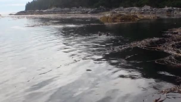 Havslera och alger på lugnt vatten i Stilla havet på bakgrunden kusten i Alaska. — Stockvideo