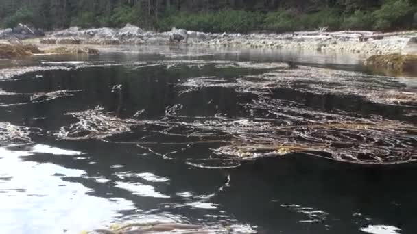 Havslera och alger på lugnt vatten i Stilla havet på bakgrunden kusten i Alaska. — Stockvideo