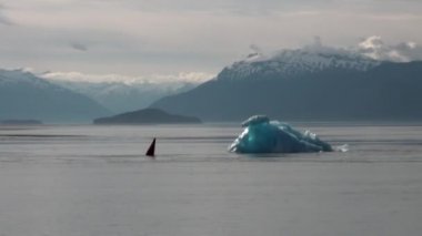 Köpekbalığı yüzgeci Pasifik Okyanusu sakin su üzerinde arka plan buzdağı Alaska.