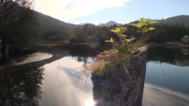 Landskap av naturen mot bakgrund av skog och vatten. — Stockvideo