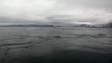 Kürk mühür Alaska'arka plan kıyısında Pasifik Okyanusu suya dalış.