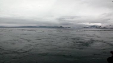 Kürk mühür Alaska'arka plan kıyısında Pasifik Okyanusu suya dalış.