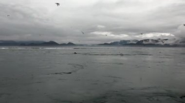 Girdap Pasifik Okyanusu su arka planda inanılmaz Alaska manzaraları.