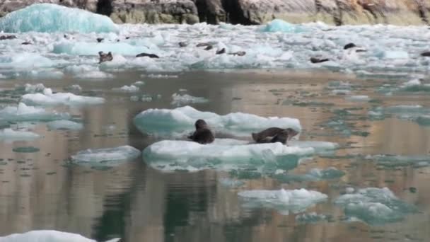 Flytta isflak på bakgrund av berg på vatten Stilla havet i Alaska. — Stockvideo