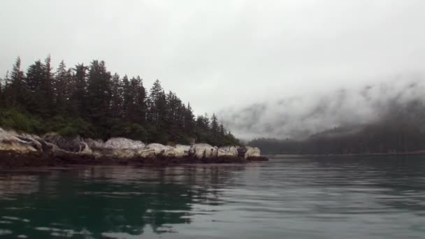 Spruce and pines forest on background rocky coast of Pacific Ocean in Alaska. — Stock Video