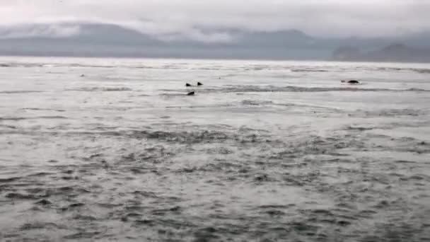 Прыжки с мехом в воду Тихого океана на фоне побережья Аляски . — стоковое видео
