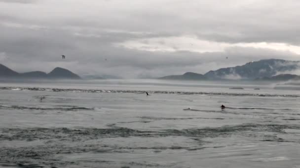 Pelzrobben tauchen im Wasser des Pazifischen Ozeans an der Hintergrundküste in Alaska. — Stockvideo
