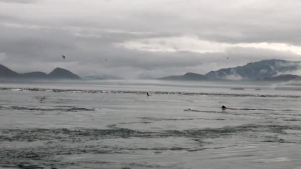 Pälssäl dyka i vattnet i Stilla havet på bakgrunden kusten i Alaska. — Stockvideo