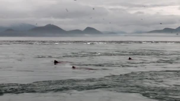 Kožešinová pečeť potápět v whirlpool vody oceánu na pobřeží pozadí na Aljašce. — Stock video