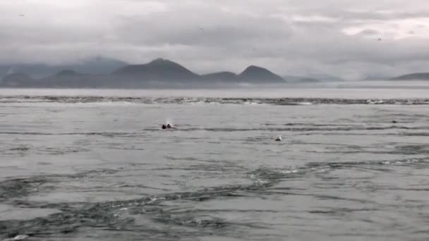 Pelzrobben tauchen im Whirlpool des Ozeans an der Küste im Hintergrund in alaska. — Stockvideo