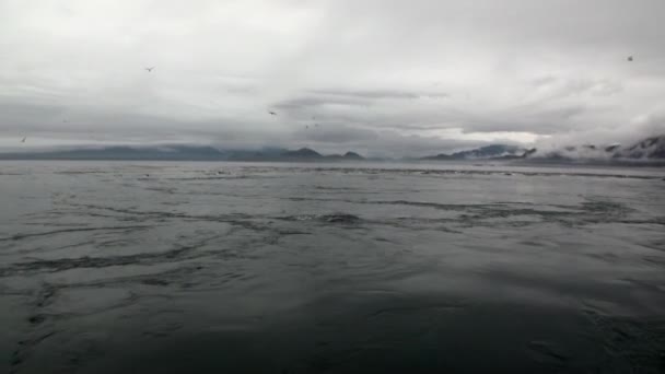 Buceo de la foca de piel en el agua del Océano Pacífico en la costa de fondo en Alaska . — Vídeos de Stock