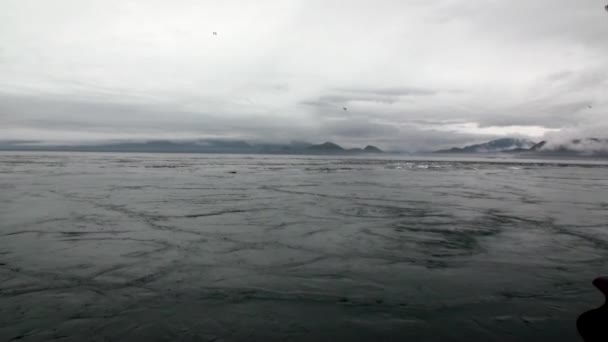Kožešinová pečeť ponořit do vody Tichého oceánu na pobřeží pozadí na Aljašce. — Stock video