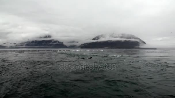 Fur seal dive in water of Pacific Ocean on background coast in Alaska. — Stock Video