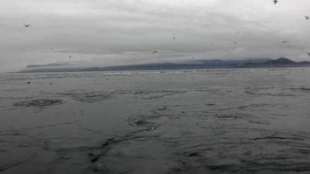 Whirlpool aus Wasser des Pazifischen Ozeans auf dem Hintergrund erstaunliche Landschaften alaska. — Stockvideo