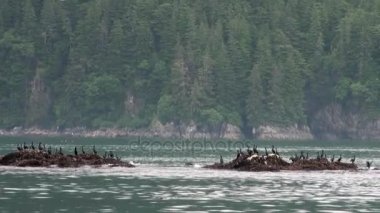 Kuşlar kaya suya Alaska'arka plan kıyısında okyanusun üzerinde.