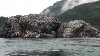 Kuşlar kaya suya Alaska'arka plan kıyısında okyanusun üzerinde.