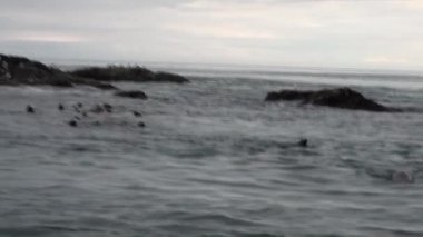 Kürk mühür Alaska'arka plan kıyısında Pasifik Okyanusu suya dalış.