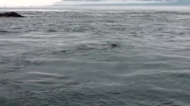 Kürk mühür Alaska'arka plan kıyısında Pasifik Okyanusu suya dalış.