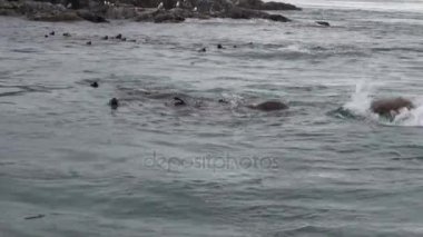 Kürk mühür Alaska'arka plan kıyısında Pasifik Okyanusu suya dalış.