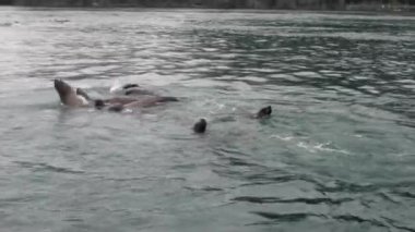 Kürk mühür Alaska'arka plan kıyısında Pasifik Okyanusu suya dalış.