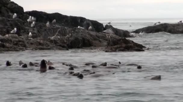 Mergulho de foca de pele na água do Oceano Pacífico na costa de fundo no Alasca . — Vídeo de Stock