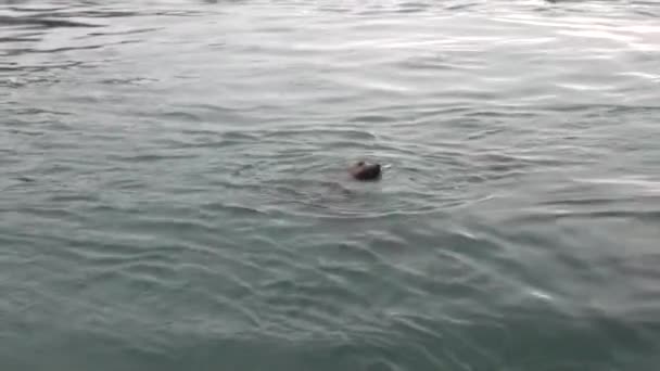 Pelzrobben tauchen im Wasser des Pazifischen Ozeans an der Hintergrundküste in Alaska. — Stockvideo