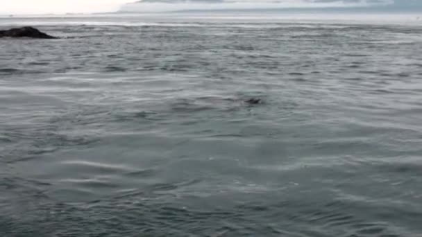 Pälssäl dyka i vattnet i Stilla havet på bakgrunden kusten i Alaska. — Stockvideo