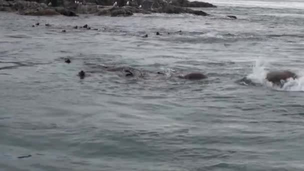 Pälssäl dyka i vattnet i Stilla havet på bakgrunden kusten i Alaska. — Stockvideo