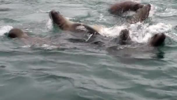 Fur seal dive in water of Pacific Ocean on background coast in Alaska. — Stock Video