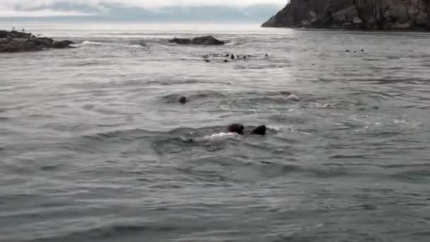 Pälssäl dyka i vattnet i Stilla havet på bakgrunden kusten i Alaska. — Stockvideo