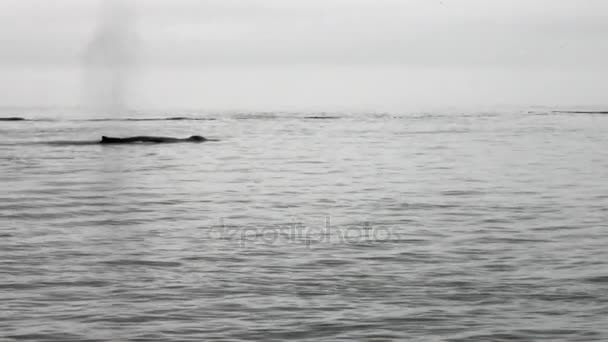 Walvis duiken in het water van de Stille Oceaan in Alaska. — Stockvideo