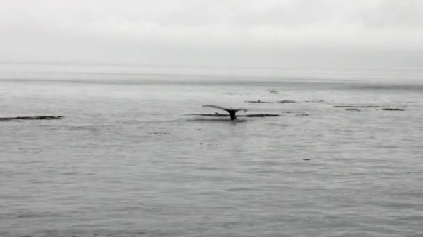 Wieloryb nurkuje do wody Oceanu Spokojnego na Alasce. — Wideo stockowe