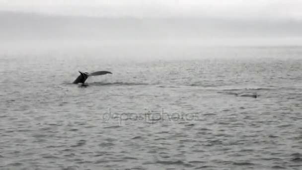 Staart van een walvis duik in het water van de Stille Oceaan in Alaska. — Stockvideo