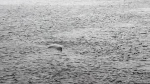 Φάλαινα καταδύσεις στο νερό του Ειρηνικού Ωκεανού στην Αλάσκα. — Αρχείο Βίντεο