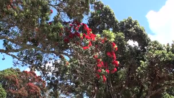 Niesamowite, piękne drzewa z czerwonych kwiatów w Nowej Zelandii. — Wideo stockowe