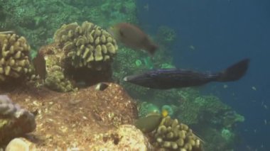 Açık deniz dibinin sualtı Maldivler arka plan üzerinde balık sürüsü.