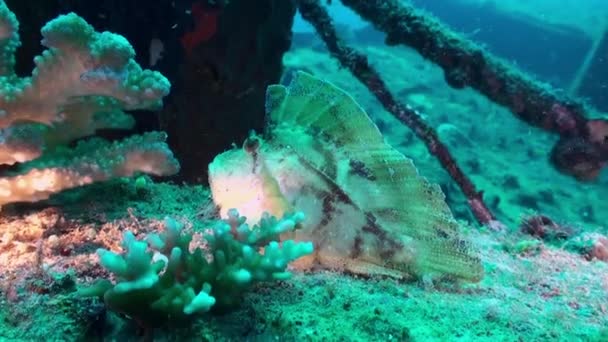 Açık deniz dibinin sualtı Maldivler arka plan üzerinde benzersiz güzel balık. — Stok video