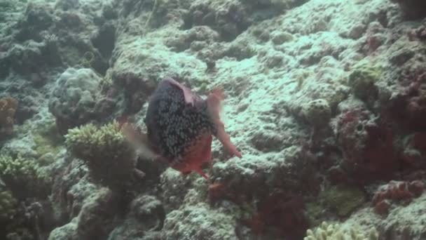 Peces hermosos únicos en el fondo del fondo marino claro bajo el agua de Maldivas . — Vídeo de stock