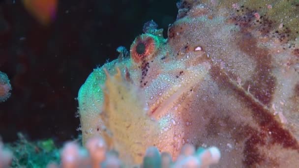Peces hermosos únicos en el fondo del fondo marino claro bajo el agua de Maldivas . — Vídeo de stock