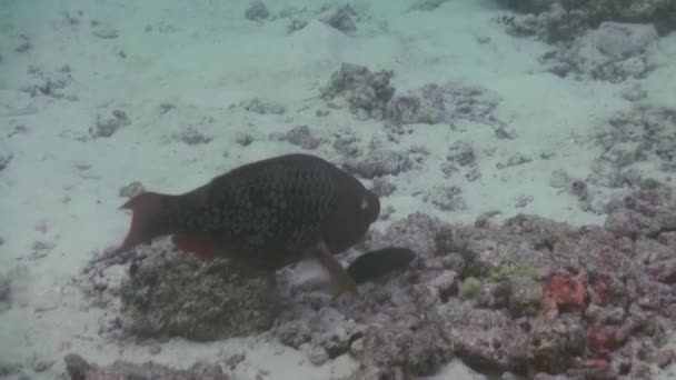 Μοναδικά όμορφο ψάρι στο φόντο του σαφή βυθού υποβρύχια των Μαλδίβων. — Αρχείο Βίντεο