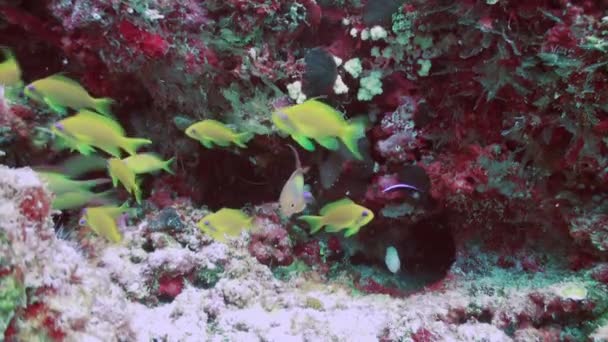 Gula fiskstim på bakgrund av tydliga havsbotten under vattnet i Maldiverna. — Stockvideo