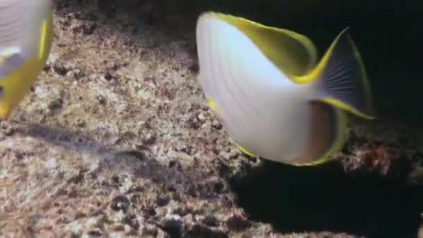 Unico bellissimo pesce sullo sfondo di fondali marini chiari sott'acqua delle Maldive . — Video Stock