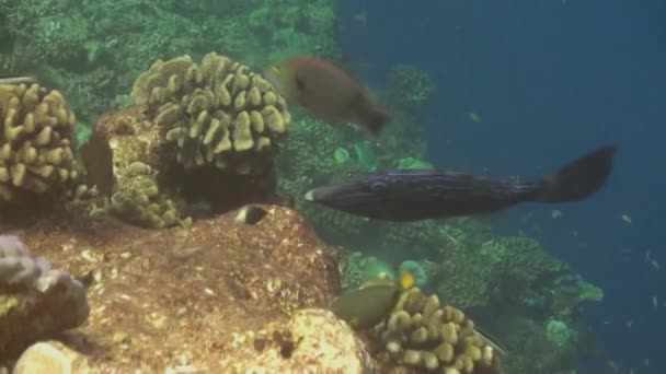 Hejno ryb na pozadí jasné mořského dna, pod vodou z Malediv. — Stock video