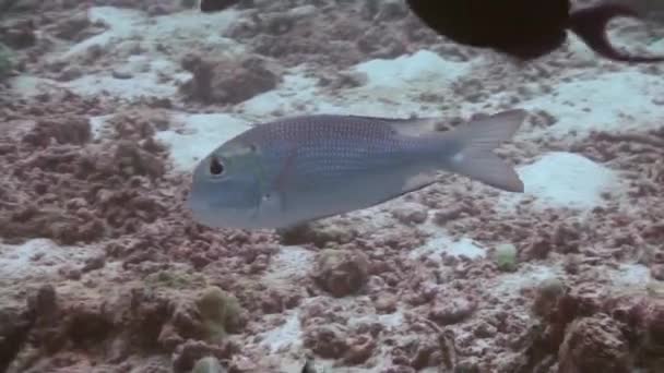 Peces hermosos únicos en el fondo del fondo marino claro bajo el agua de Maldivas . — Vídeo de stock